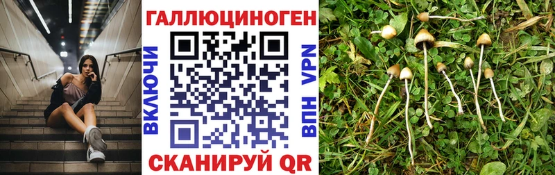 omg tor  Осинники  Псилоцибиновые грибы мухоморы 